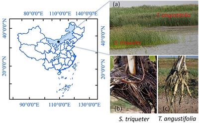 Methanotrophs Contribute to Nitrogen Fixation in Emergent Macrophytes